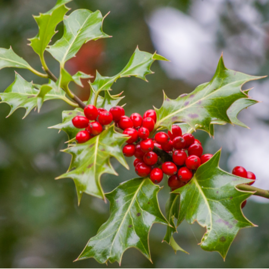 Cezmína: stredoveký symbol Vianoc