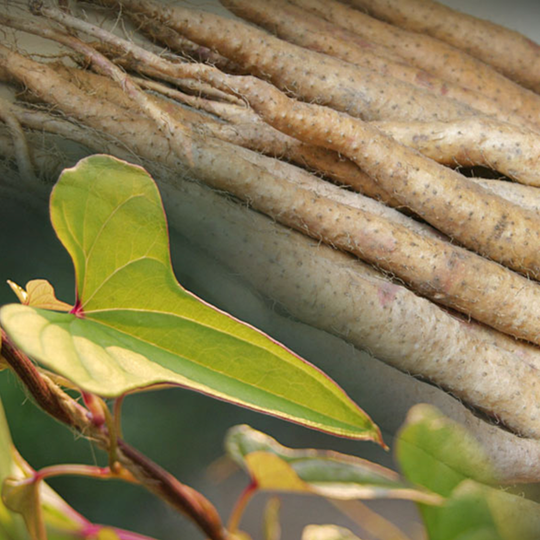 #54 Kaša zo svetelného koreňa, odhryznuté nechty a iné globálne trendy