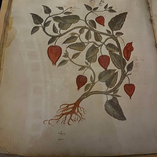 Archivárky na cestách a Cesty Čínou vo februári 2026